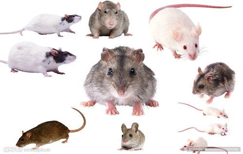 老鼠吃瓜素材图,揭秘老鼠的“甜蜜”生活