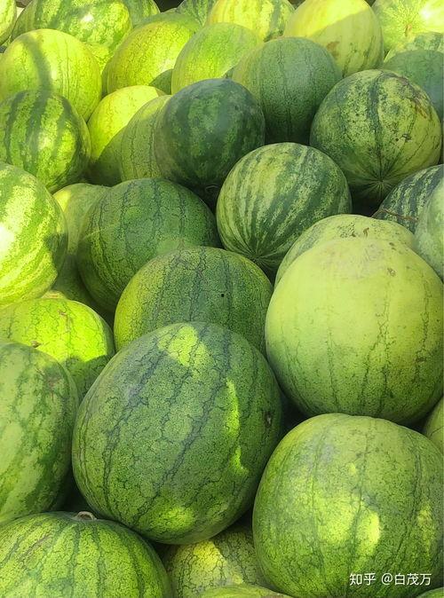 南方吃籽瓜,夏日消暑佳品，传统美食新体验