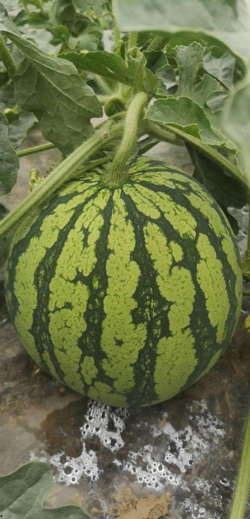 舟山吃瓜游船,畅游海岛，尽享吃瓜游船乐趣