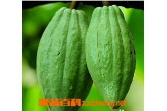 乳瓜长芽可以吃吗,了解其安全食用指南