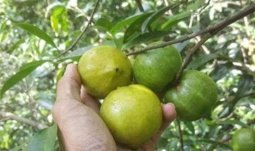 沐桐吃瓜,揭秘娱乐圈幕后故事