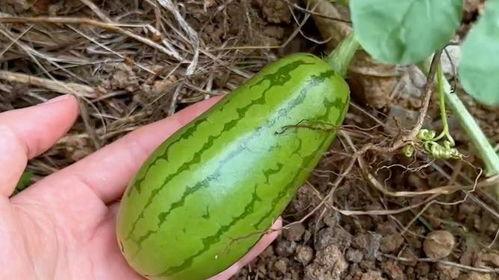 夏天吃自己的瓜,品味夏天的甜蜜与清爽