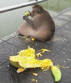 肥猴只吃瓜,瓜果美食之旅