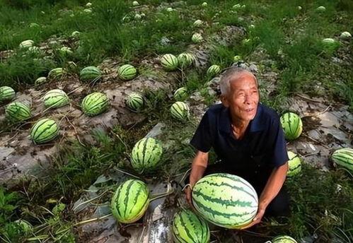 到河南吃瓜,探寻地道的“吃瓜”风情