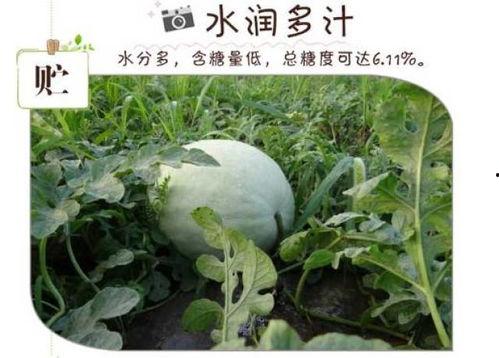 三白瓜是什么瓜怎么吃,三白瓜的独特风味与多样食用方法揭秘