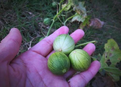 小果吃瓜,揭秘娱乐圈那些不为人知的幕后故事