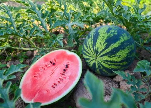 郑州的吃瓜信息