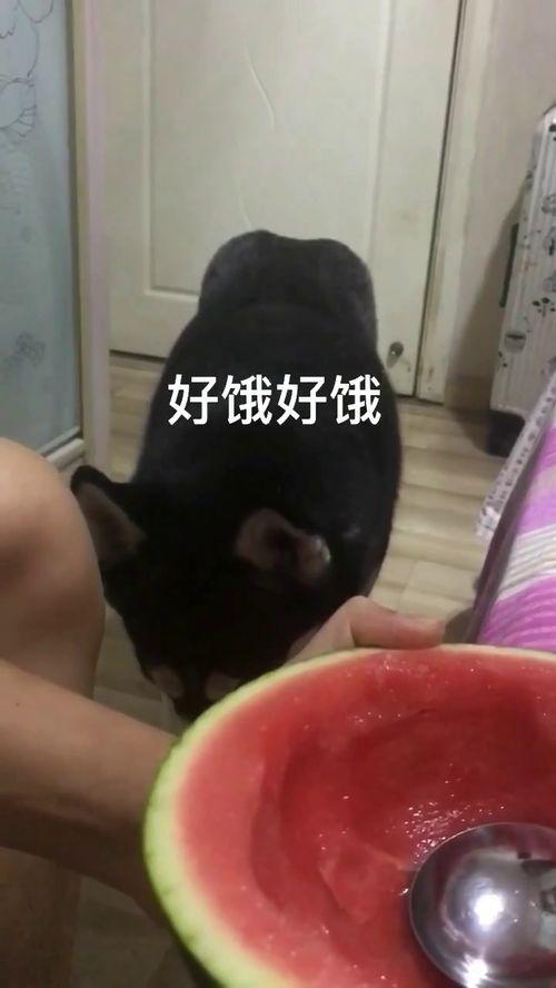 胖拉拉吃瓜,揭秘娱乐圈那些不为人知的幕后故事