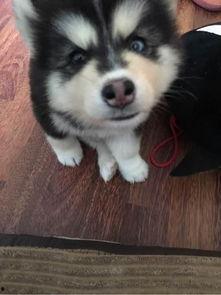 吃瓜愣住哈士奇,吃瓜愣住！哈士奇萌态瞬间走红网络