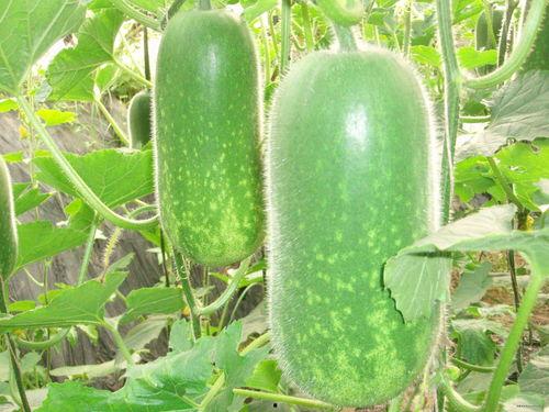 大的吃瓜图片大全,盘点那些令人捧腹的搞笑瞬间