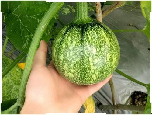 高乐山吃瓜,探寻夏日消暑美食之旅