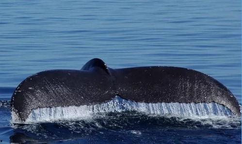 瓜哥吃瓜鲸落视频下载,揭秘神秘海洋奇观下载之旅