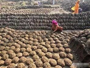 吃瓜小熊卖牛粪,一场别开生面的生态之旅