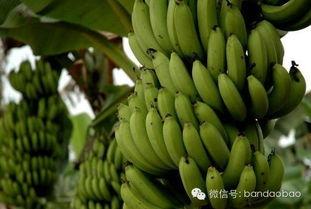 吃青蕉瓜,探索青蕉瓜的独特风味