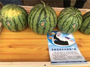 农村过年吃瓜,瓜果飘香，共享团圆时光