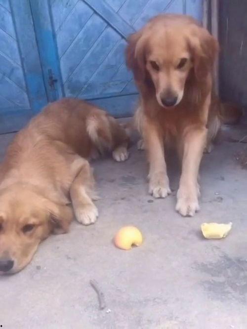 吃西榴莲瓜的狗狗,揭秘西榴莲瓜的独特魅力