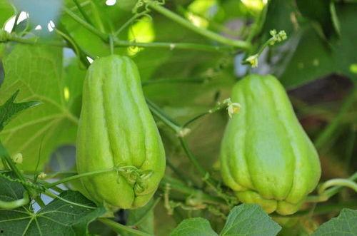 湖南佛手瓜怎么吃,湖南佛手瓜的多样食法探索