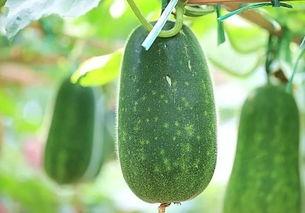 梦见分瓜吃瓜好不好,分瓜吃瓜吉凶预兆