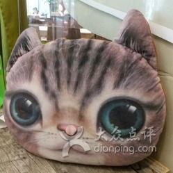 卷毛吃瓜胖猫,萌宠日常趣味瞬间