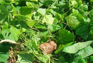 吃播土瓜,吃播界的独特风味之旅