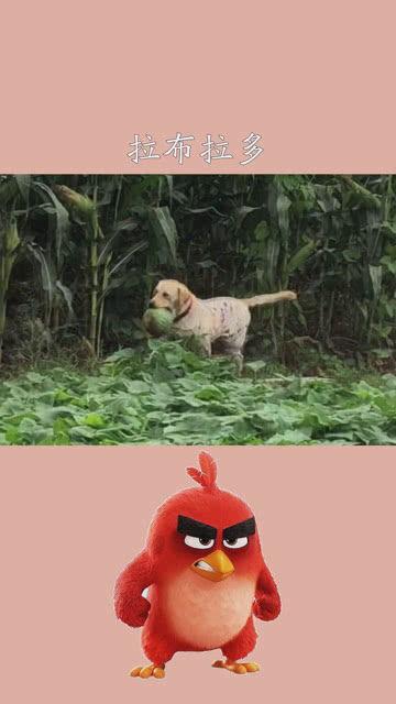 拉布拉多地里吃瓜