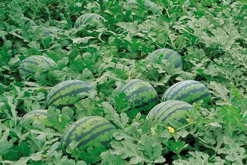 邹城人民吃瓜群