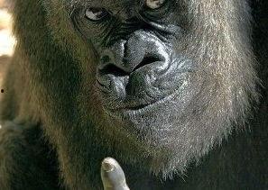 女孩吃瓜像猩猩,女孩吃瓜姿势竟像猩猩，萌态十足引网友热议