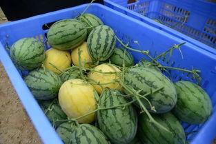 茌平吃瓜群,揭秘网络社交的趣味与争议