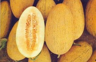 吃哈密瓜降温,哈密瓜降温攻略