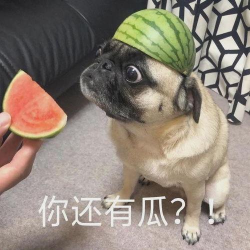 吃瓜小护士表情,揭秘医疗界的欢乐日常