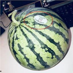 网红视频 吃瓜,流量密码还是真实生活？