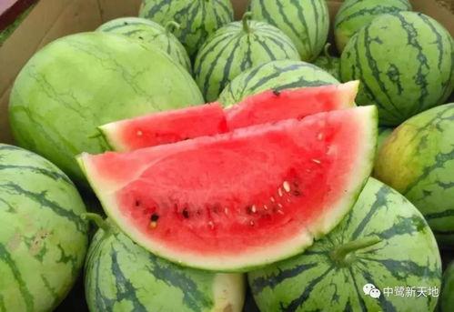 仙家梦到摘西瓜吃瓜