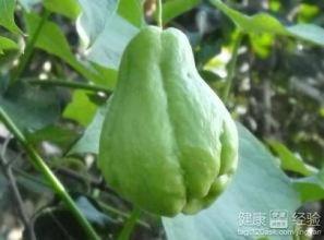 春天吃佛手瓜好吗怎么吃,佛手瓜的食用方法与营养价值