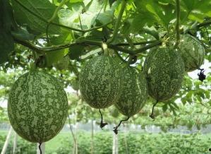 结婚吃瓜图片大全,结婚吃瓜图片大全，捕捉幸福瞬间