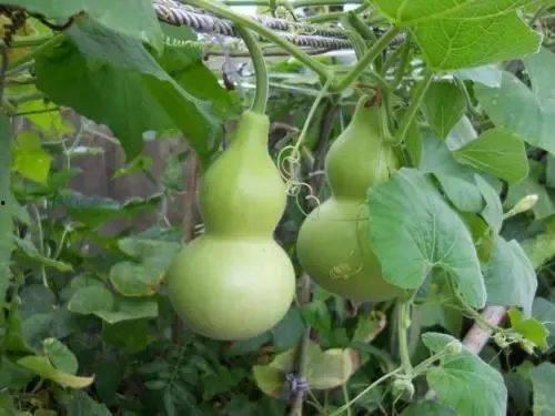 惠州水城吃瓜,夏日吃瓜盛宴，尽享清凉时光