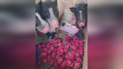 梦见用瓜喂猪吃瓜,瓜果飘香喂猪趣事