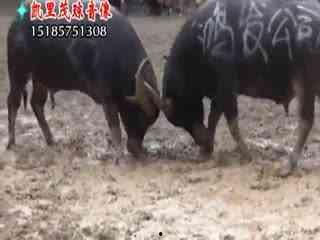 斗牛吃瓜视频大全,盘点热门斗牛吃瓜视频大全