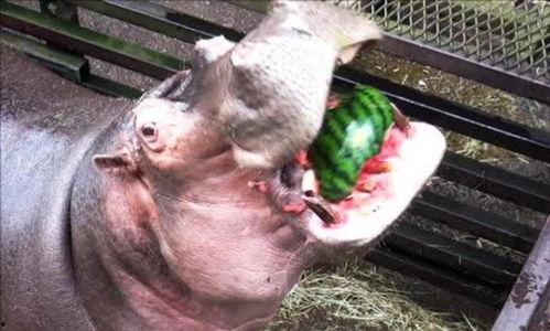 河马吃黄色瓜,邂逅黄色瓜果的奇妙之旅